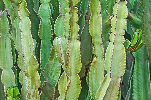 Spurge cactus fills the frame