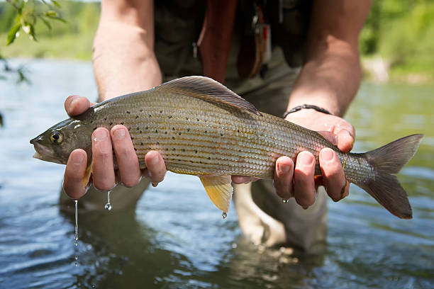 Grayling caugth  by  a flyfisher