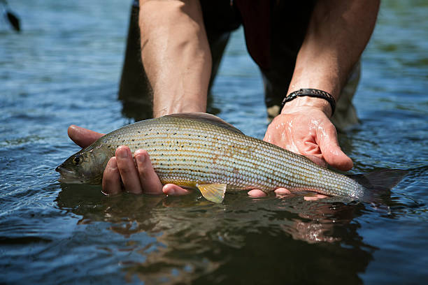 istock Grayling caugth  by  a flyfisher 188038284