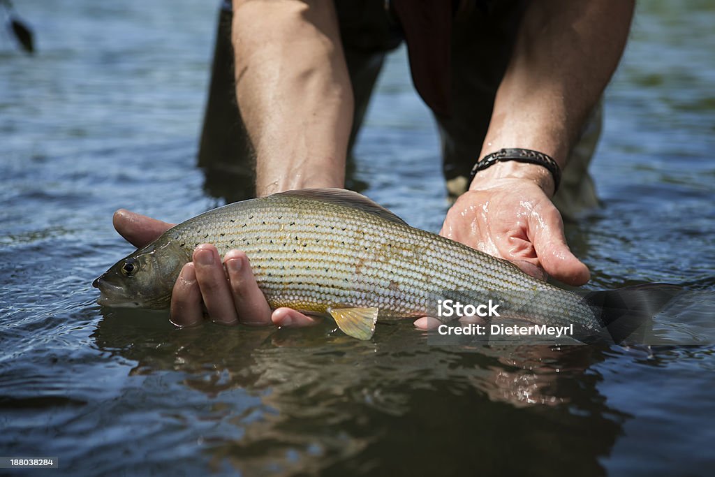 Grayling caugth przez flyfisher - Zbiór zdjęć royalty-free (Arktyczny Lipień)