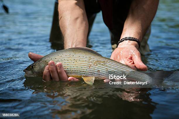 Grayling Caugth Przez Flyfisher - zdjęcia stockowe i więcej obrazów Arktyczny Lipień - Arktyczny Lipień, Pstrąg potokowy, Ryba