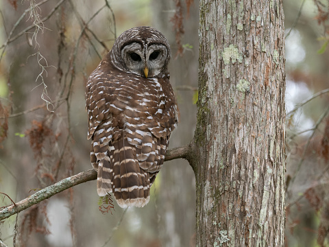 Barred owl resting in a bald cypress tree in a swamp in Louisiana. Bird is looking down over its shoulder at the camera.