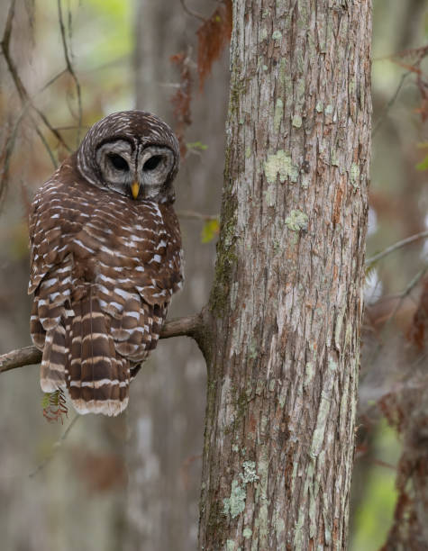 istock Barred Owl Perched on Bald Cypress Branch Looking at Camera 1880383793