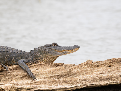 Close up of the head and chest of and an American alligator resting on a weathered log in a Louisiana swamp.