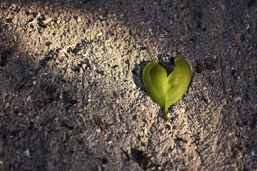 Heart shaped leaf