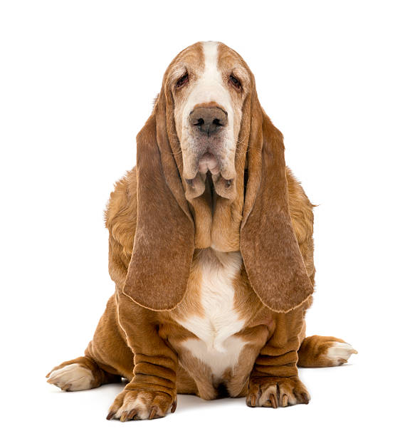 istock Old Basset Hound sitting and looking at the camera 188040238