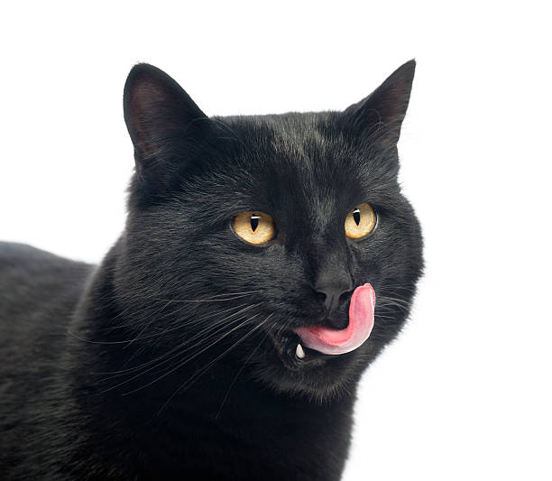 istock Close-up of a Black Cat licking 188040258
