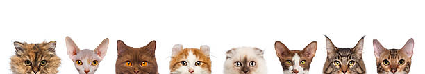istock group of Cat heads isolated on white 188040267