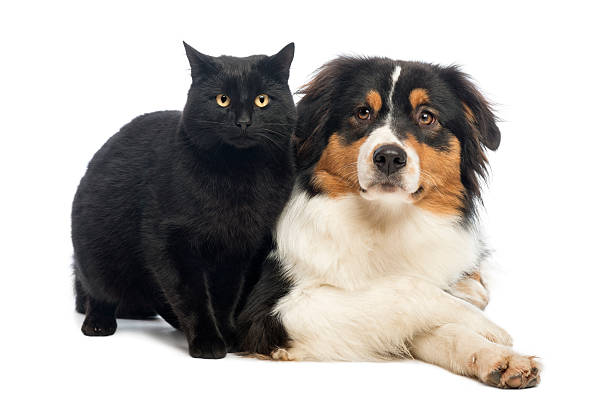 istock Australian Shepherd lying next to a Black Cat, isolated 188040461