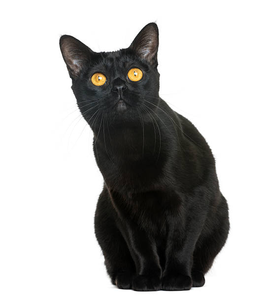 istock Bombay cat sitting and looking up, isolated on white 188040528