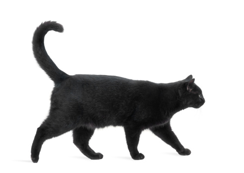 Side view of a Black Cat walking, isolated on white