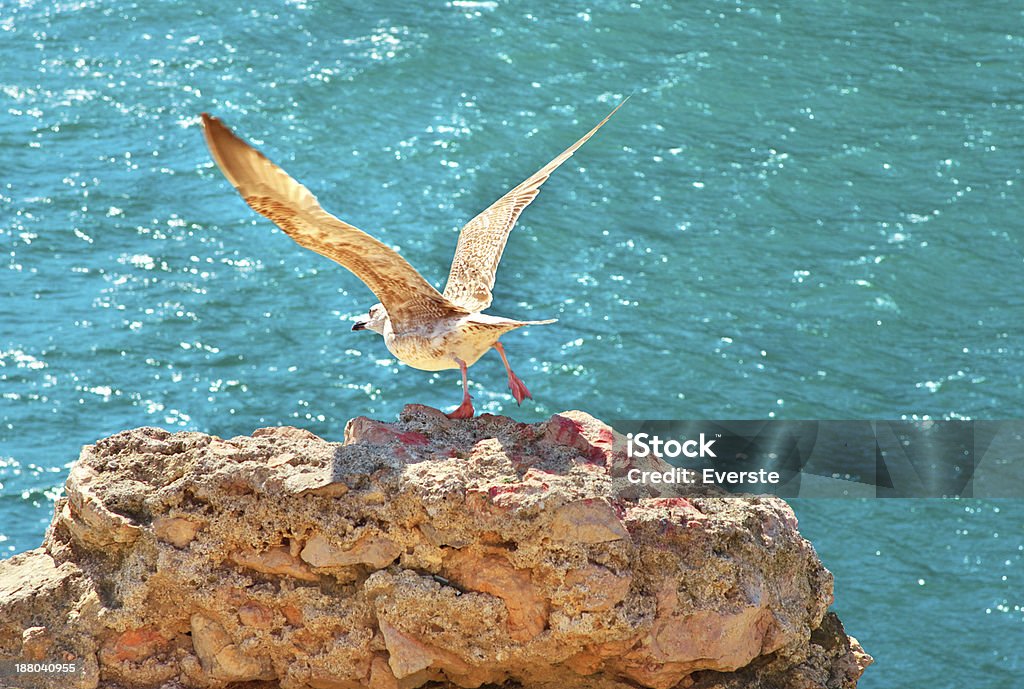Gull Vogel fliegt vom felsigen Klippe im Freien - Lizenzfrei Möwe Stock-Foto