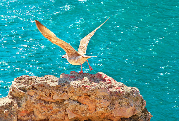 pájaro de gaviota volando de rocky cliff al aire libre - pigeon young bird zoo air fotografías e imágenes de stock