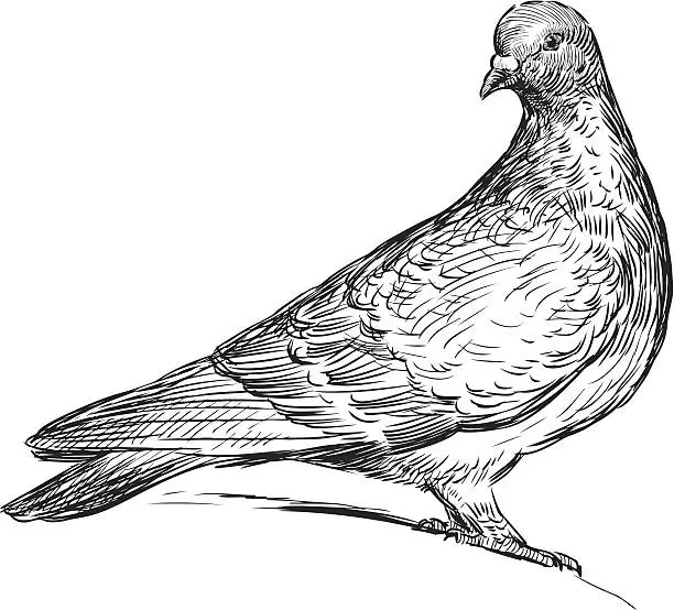 Vector illustration of pigeon