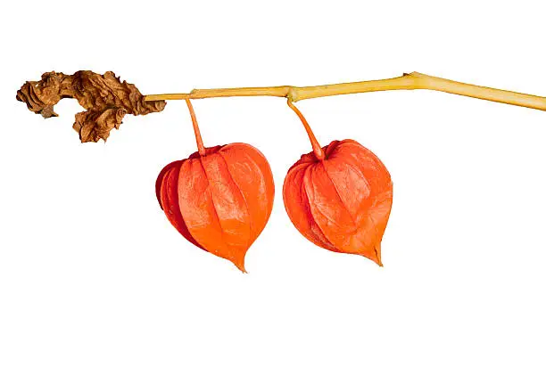 Colorful  dry mini-pumpkins on a branch in orange color separated on white