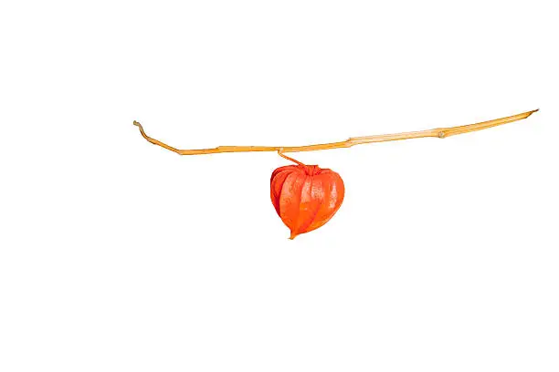 Colorful  dry mini-pumpkins on a branch in orange color separated on white