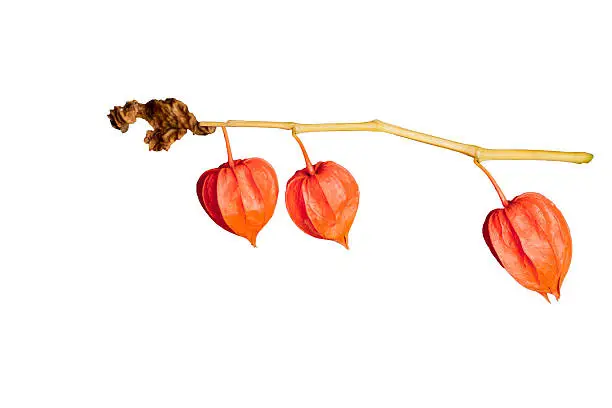 Colorful  dry mini-pumpkins on a branch in orange color separated on white