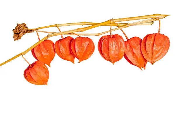 Colorful  dry mini-pumpkins on a branch in orange color separated on white