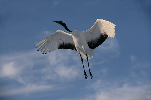 istock Red-crowned or Japanese crane, Grus japonensis, 188041351