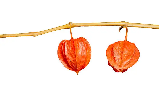 Colorful  dry mini-pumpkins on a branch in orange color separated on white