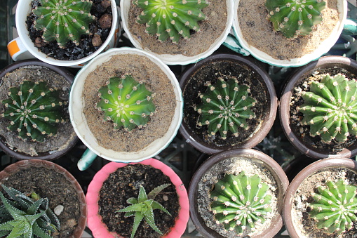 Small cacti in pots top view. Cultivation and propagation of succulents.