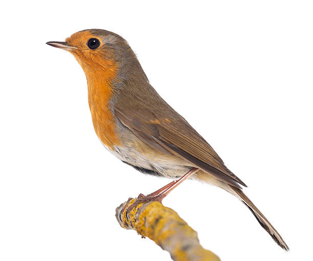 istock European Robin perched on a branch, Erithacus rubecula 188041796