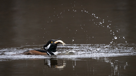 Hooded Mergansers breed in forested wetlands throughout the eastern half of North America and the Pacific Northwest, and may also nest in treeless wetlands where people have put up nest boxes