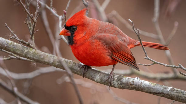 istock Big Male Red Cardinal Bird 1880428775