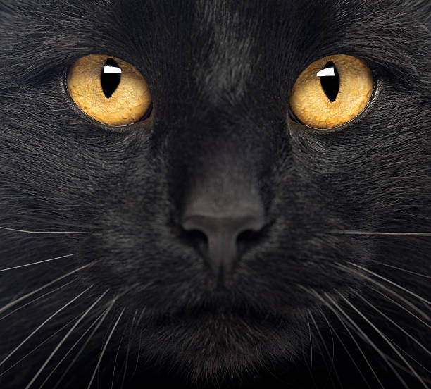 istock Close-up of a Black Cat 188043487