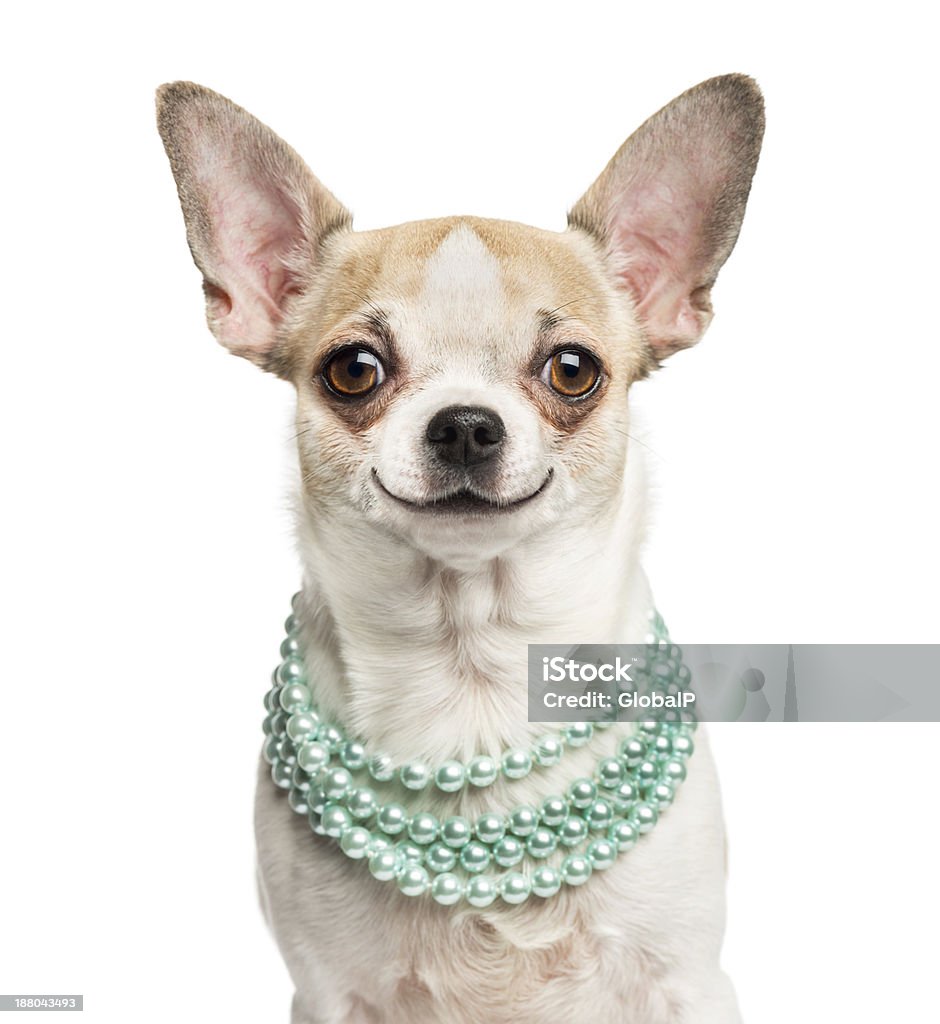 Cận Cảnh Chihuahua Mỉm Cười Đeo Vòng Cổ Ngọc Trai Hình ảnh Sẵn có ...