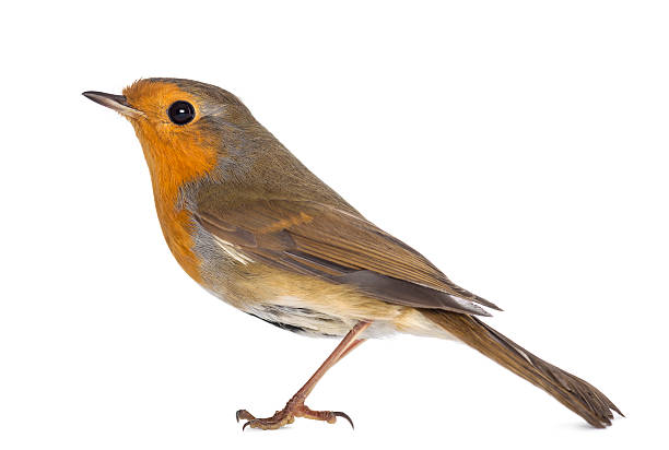 istock Side view of a European Robin, Erithacus rubecula, isolated 188043525