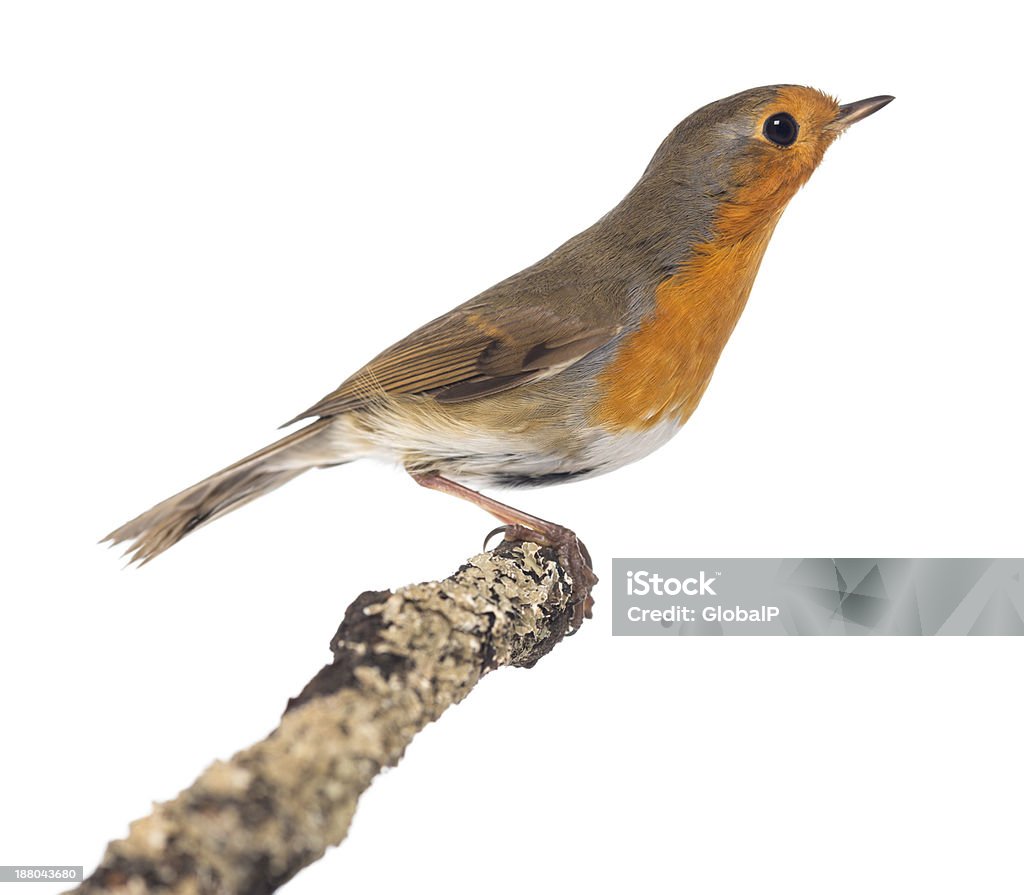 Europäische Robin die auf einem Ast-Erithacus rubecula - Lizenzfrei Ast - Pflanzenbestandteil Stock-Foto