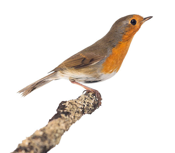 istock European Robin perched on a branch - Erithacus rubecula 188043680