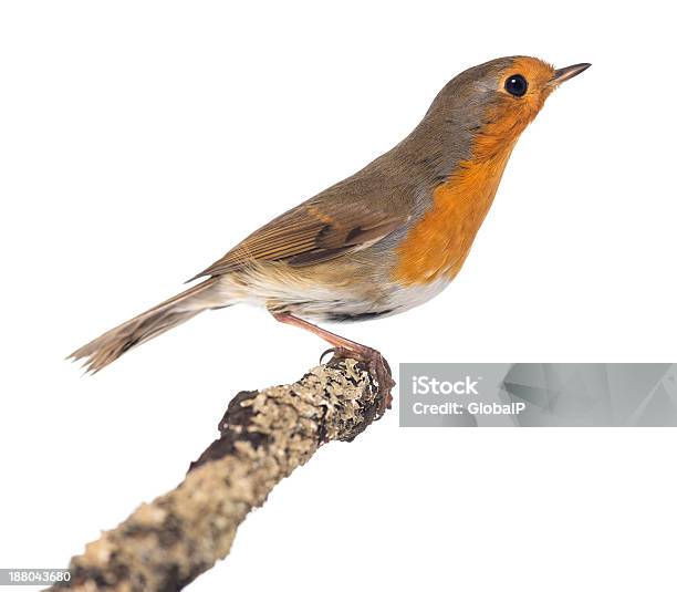 Foto de Europeu Robin Situado Em Uma Filialerithacus Rubecula e mais fotos de stock de Animal