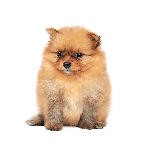 istock Pomeranian Spitz dog. Portrait on a white background 188043694