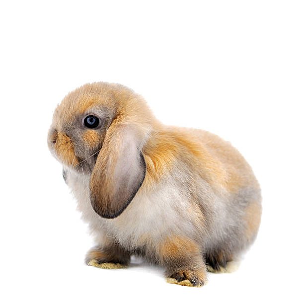 istock Lop Rabbit in front of a white background 188043698