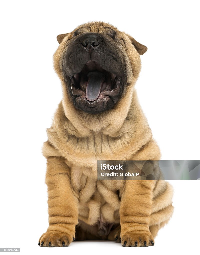 Vista anteriore, Shar pei cucciolo, aprire bocca, sbadigliare, seduto - Foto stock royalty-free di Shar-Pei