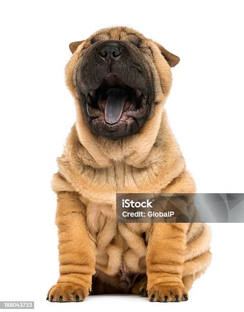 Vista Anteriore Shar Pei Cucciolo Aprire Bocca Sbadigliare Seduto - Fotografie stock e altre immagini di Shar-Pei