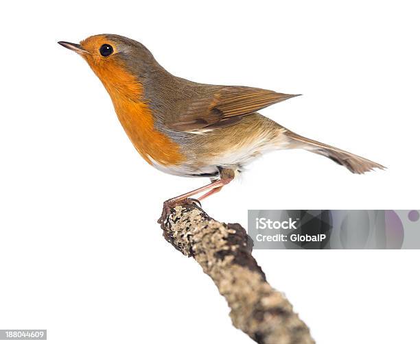 Robin Europeo Eleva Sobre Una Rama Erithacus Rubecula Foto de stock y más banco de imágenes de Fondo blanco