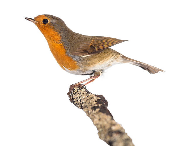 istock European Robin perched on a branch, Erithacus rubecula 188044609