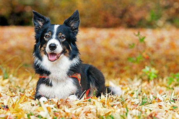 istock Border Collie Lying in Autumn Leaves 188044690