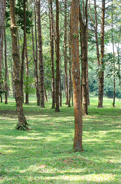 istock Row of Trees in Forest 188044755