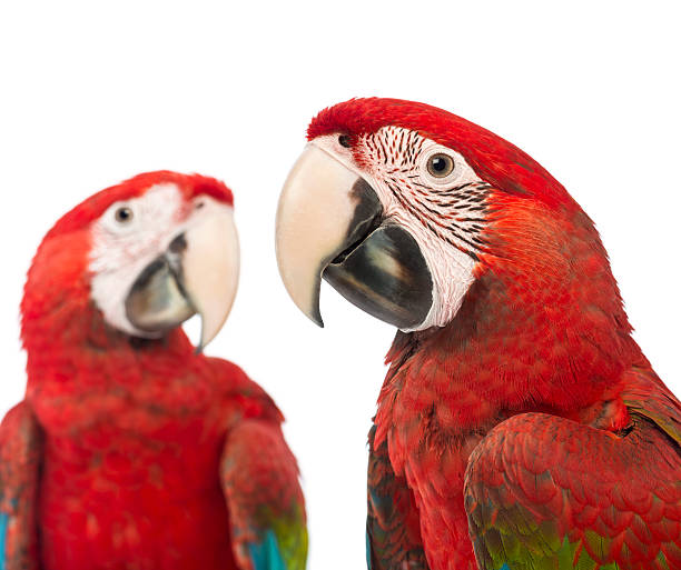 istock Close-up of two Green-winged Macaws - Ara chloropterus, isolated 188045047