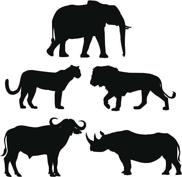 afryki big pięć - five animals stock illustrations