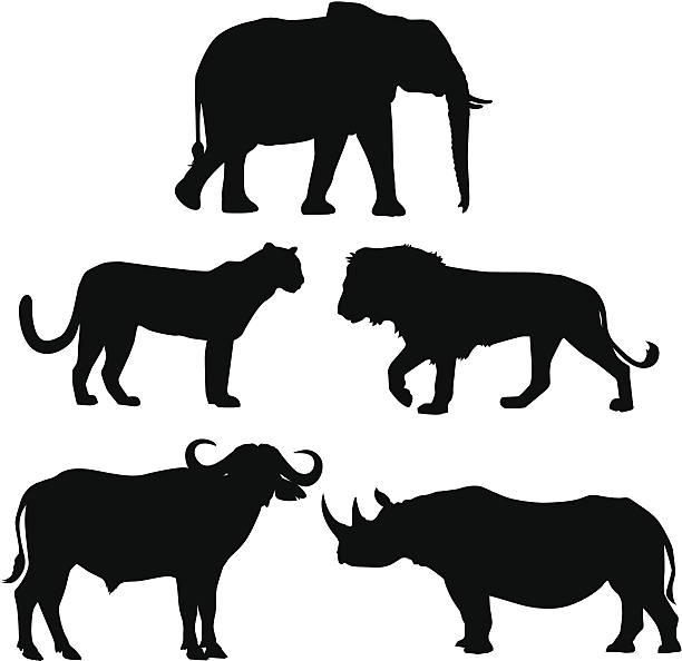 Africas Big Five Stock Illustration - Download Image Now - In Silhouette,  Large, Five Animals - iStock