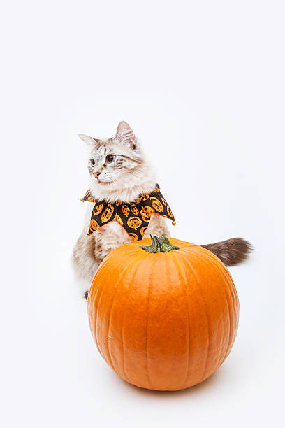 istock Siamese mix cat with Halloween costume and pumpkin 188045273