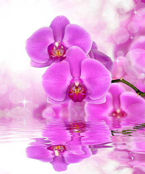 istock purple orchid 188046958