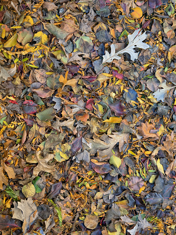 Autumn forest scene in Central Park, New York City