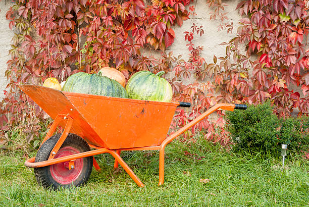 Autumn Pumpkin Harvest stock photo