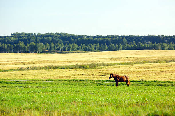 istock Landscape with forest and horse in a meadow 188047150